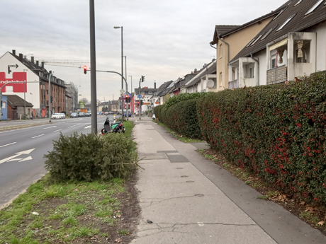 Koeln Poll